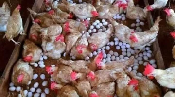 تحديث يومي.. سعر الفراخ البيضاء يتذبذب في بورصة الدواجن 13 يناير 2026